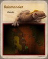 /album/novidades/a492px-salamander-jpg1/